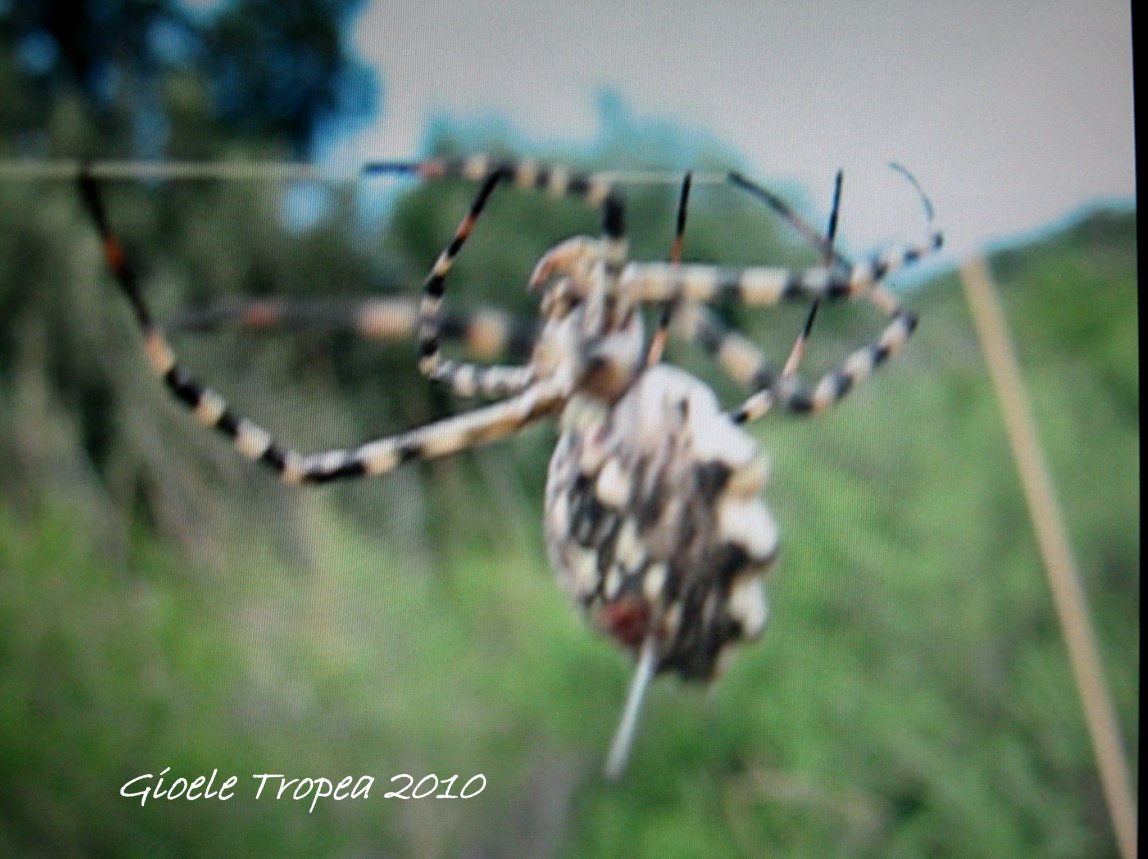 Argiope lobata